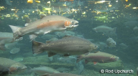 trout fishing in Oreti river